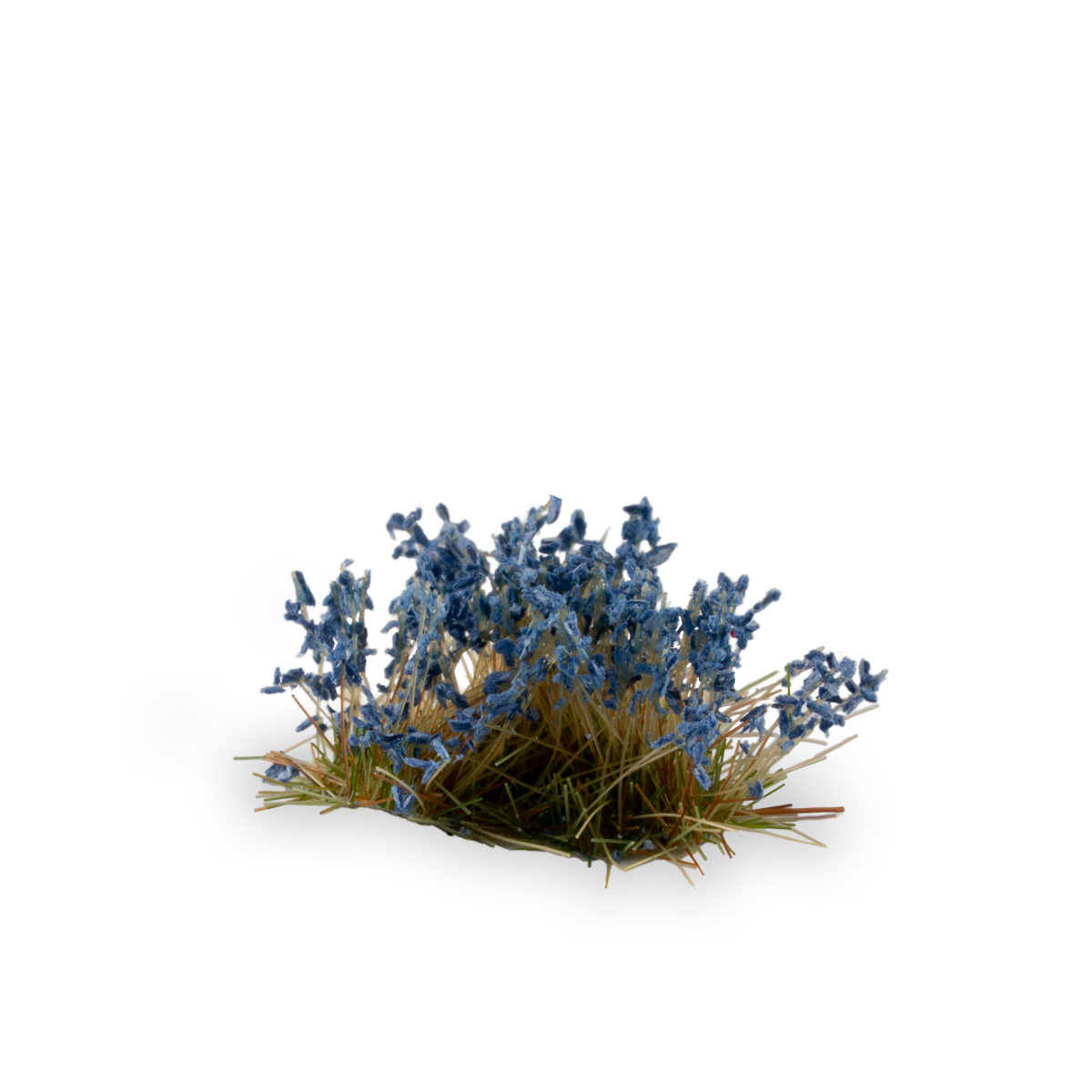 Bluebeard Flowers - Image 4